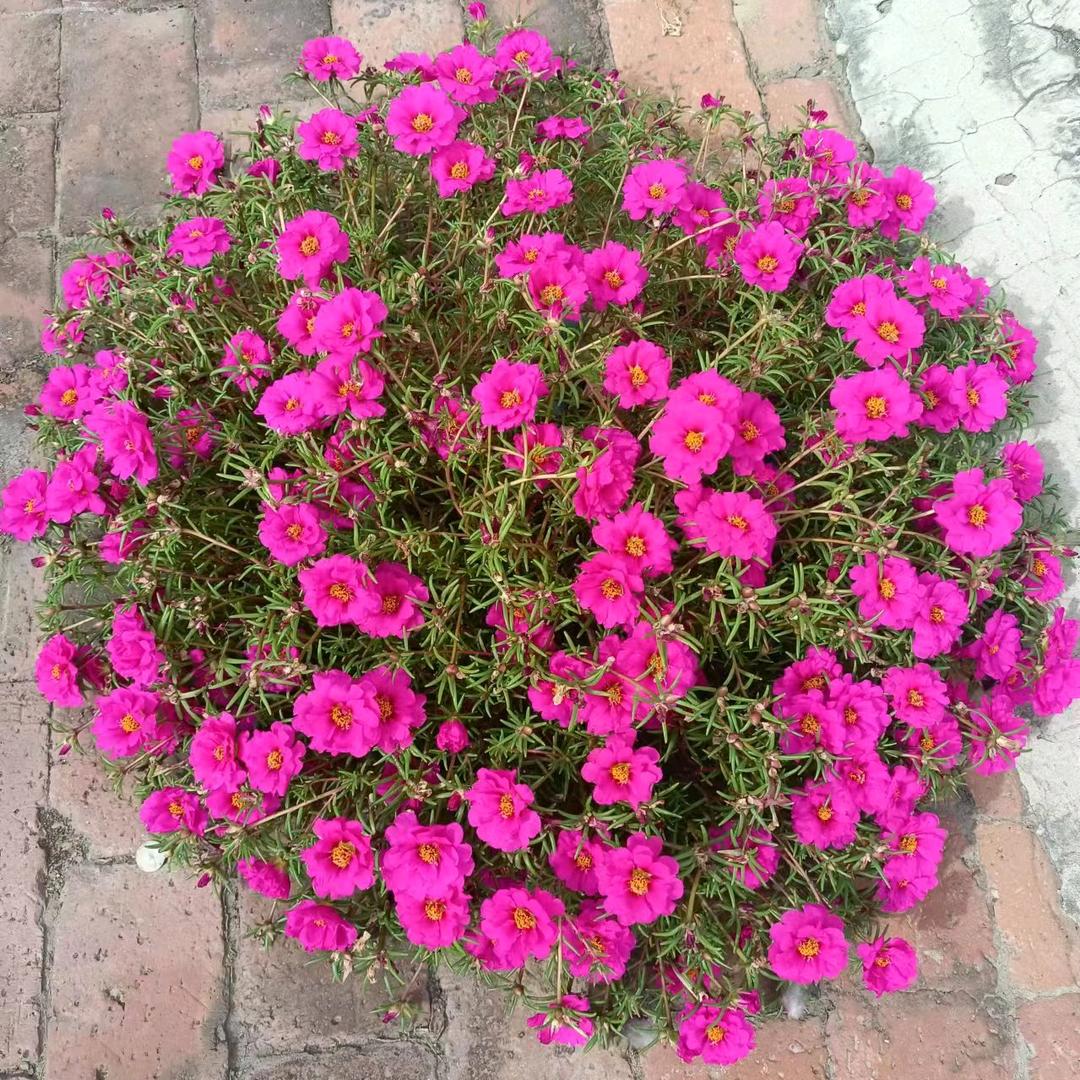 平安喜乐🌷🌷