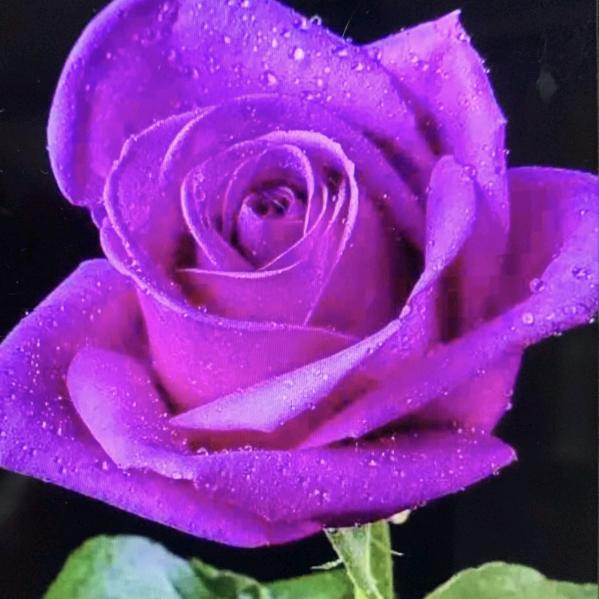 石彩凤🌺🌺🌸🌸