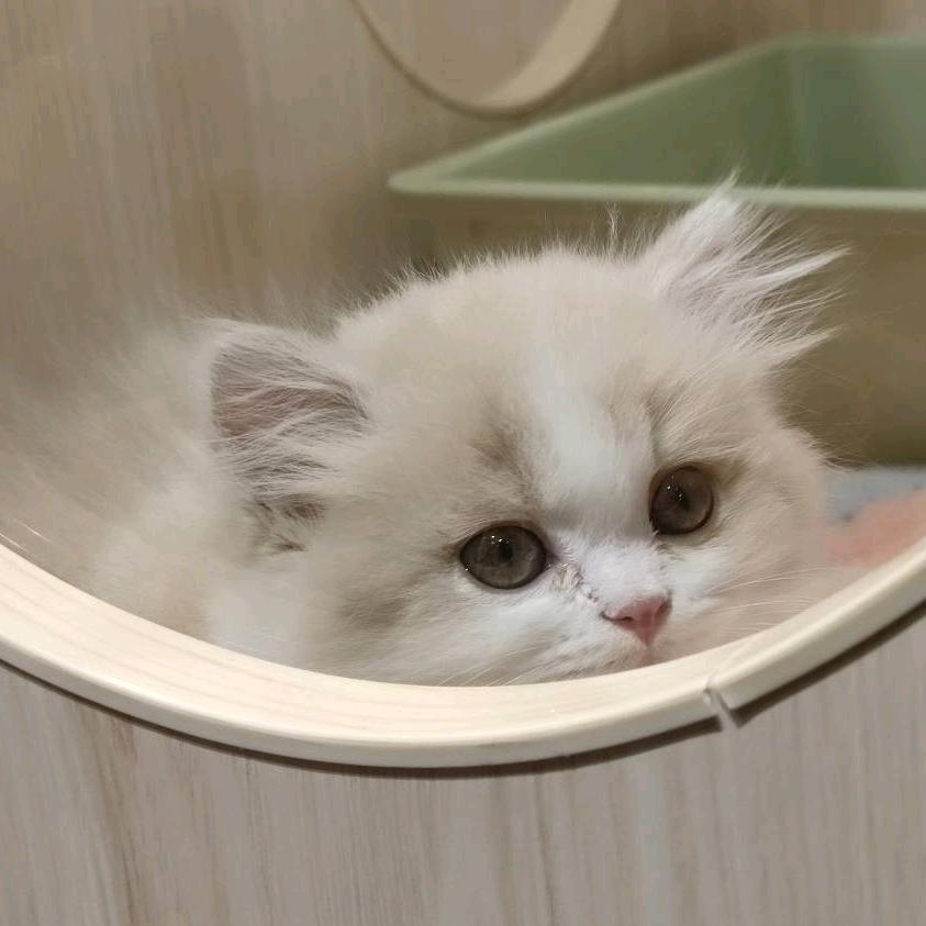 咔咔我的小揪揪