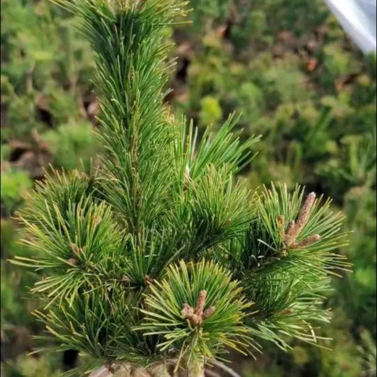 蓝～海～计～划