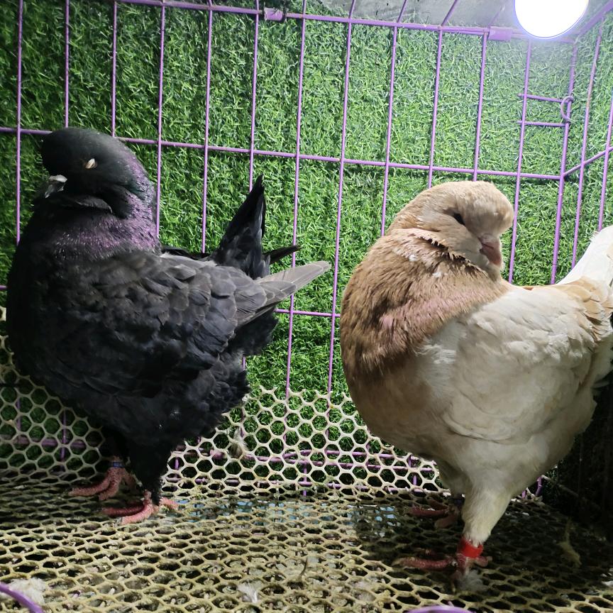 河南老表/元宝/圆环/观赏鸽