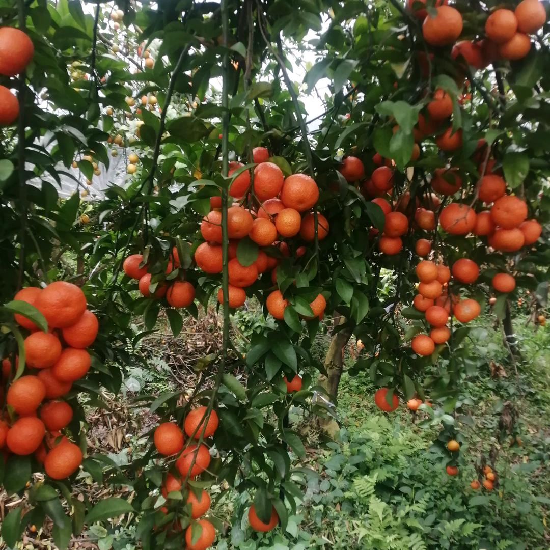 ℳঞ我行🍒我苏꧔ꦿ້໌ᮨ࿐