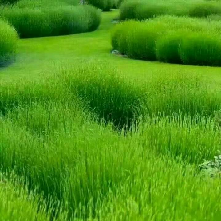 淼淼