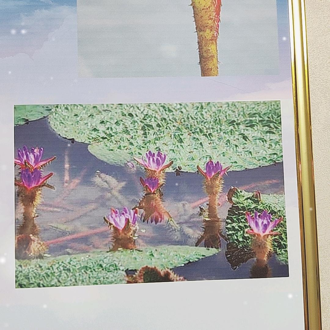 好兄弟，芡实果业，龙岗大鸡头，批发零售