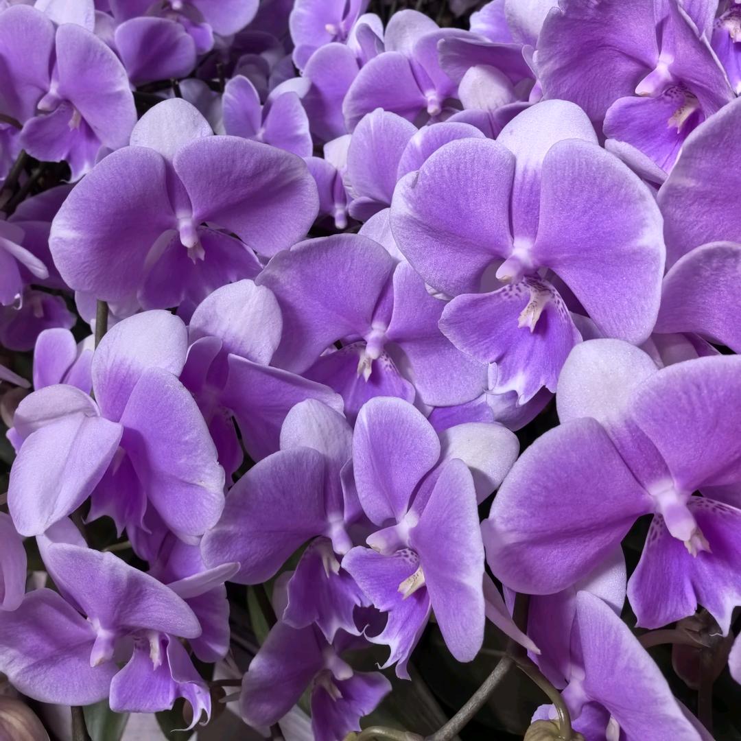 震丰HUAJ