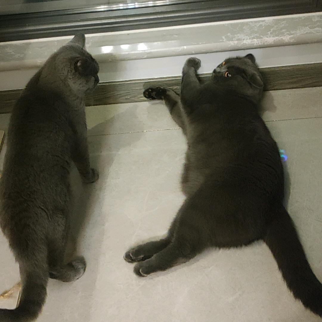 猫颜喵语