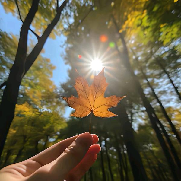 枫叶🍁