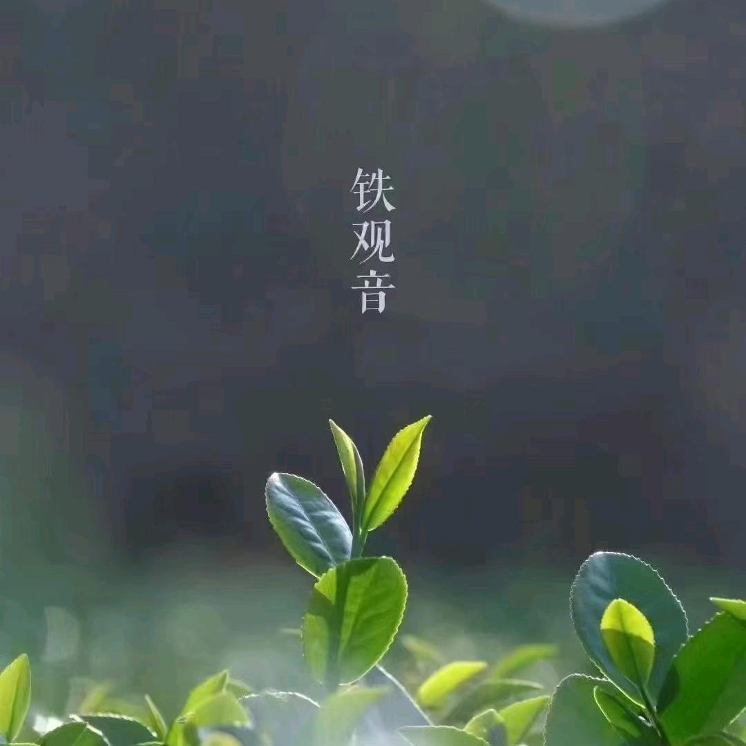 千里香百茶供应链🍵🌿💯