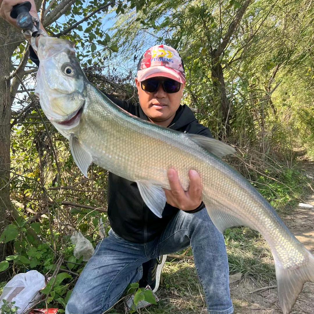 阿四面馆路亚雷强打黑