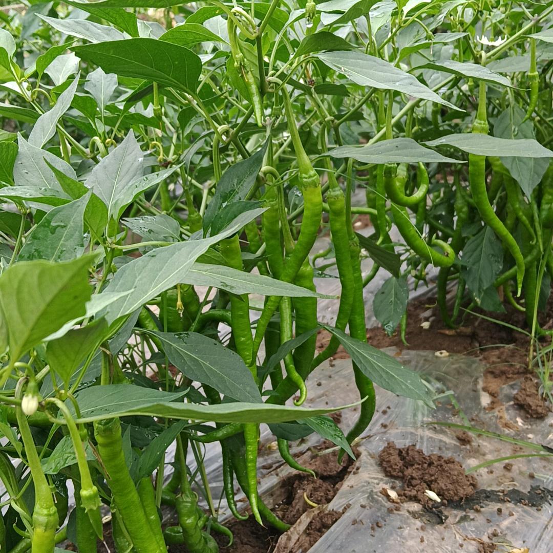 永远幸福