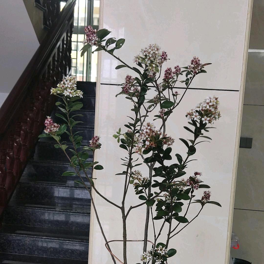 老登