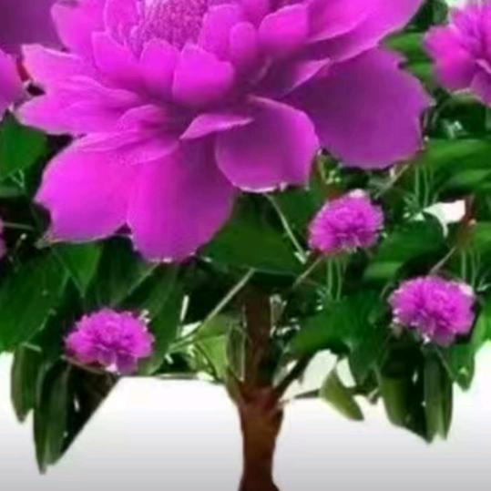 幸福花