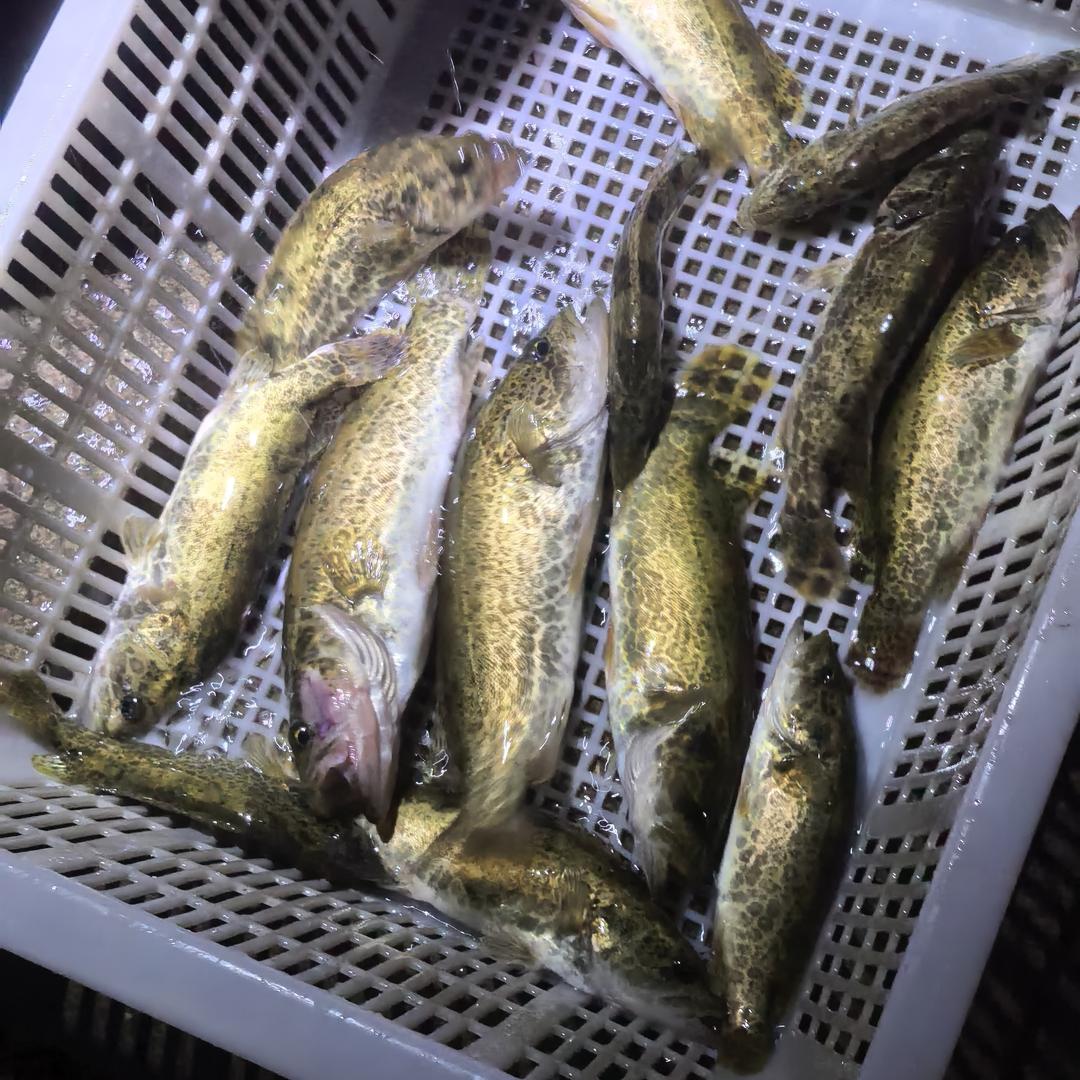 收售原生态🐟，斑撅