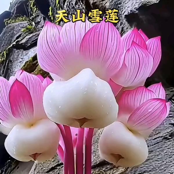动次打次