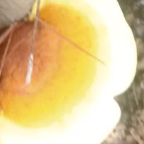 牡丹
