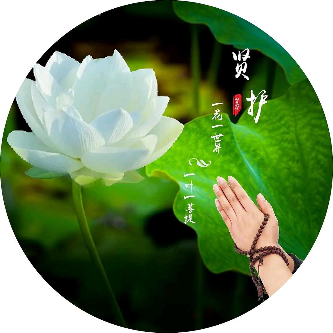 佛心莲（可私信）