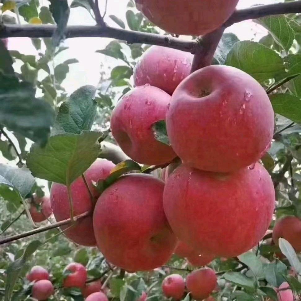 乌蒙山里甜果