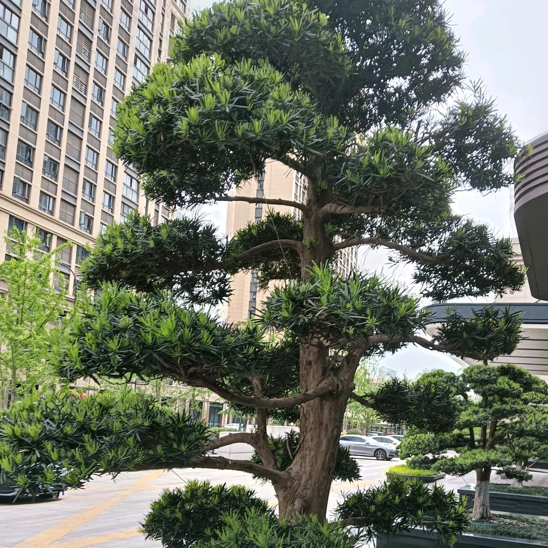 重生