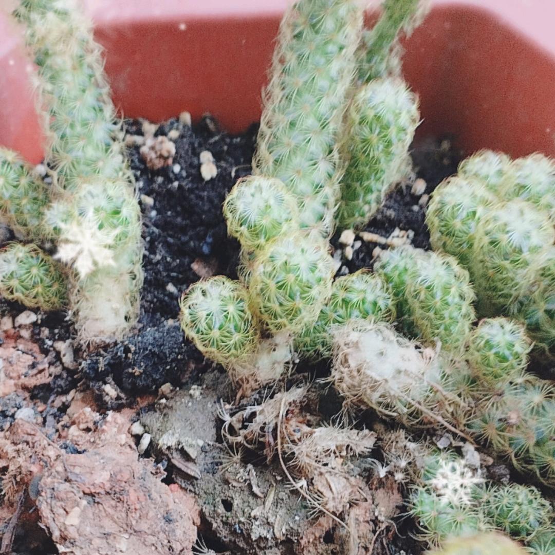 绣花姐姐