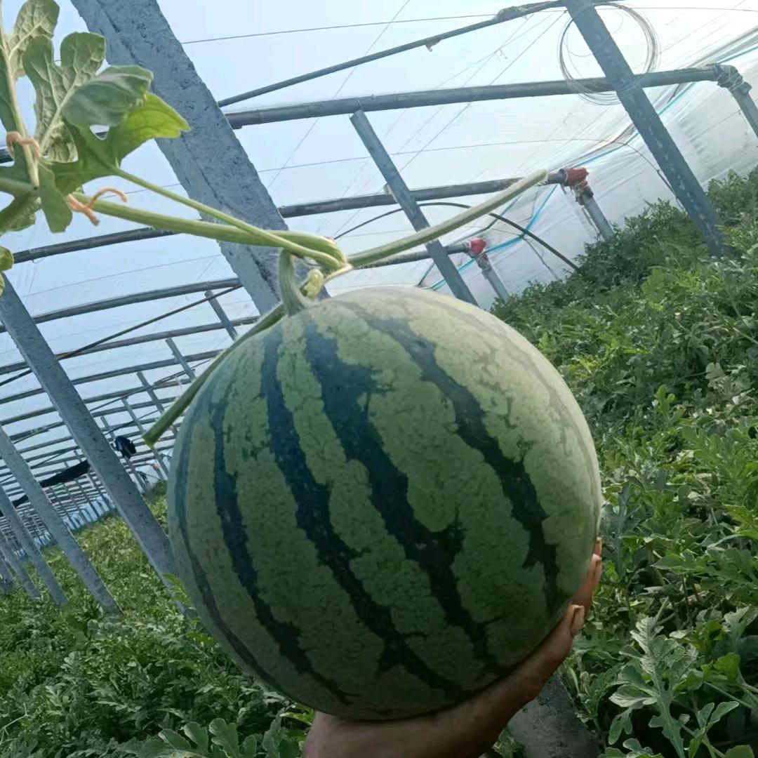 西瓜妖姬