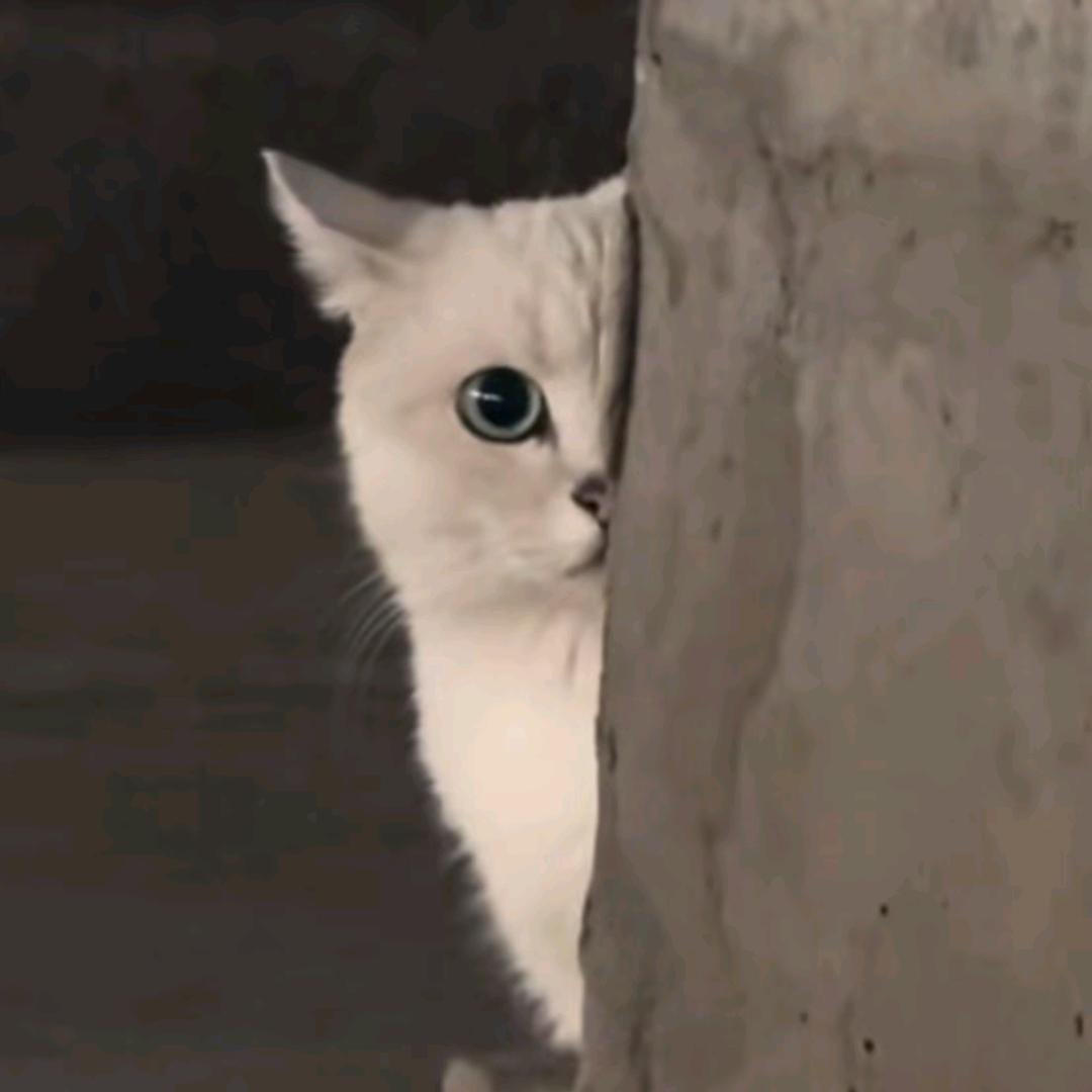 偷窥猫和狸狸