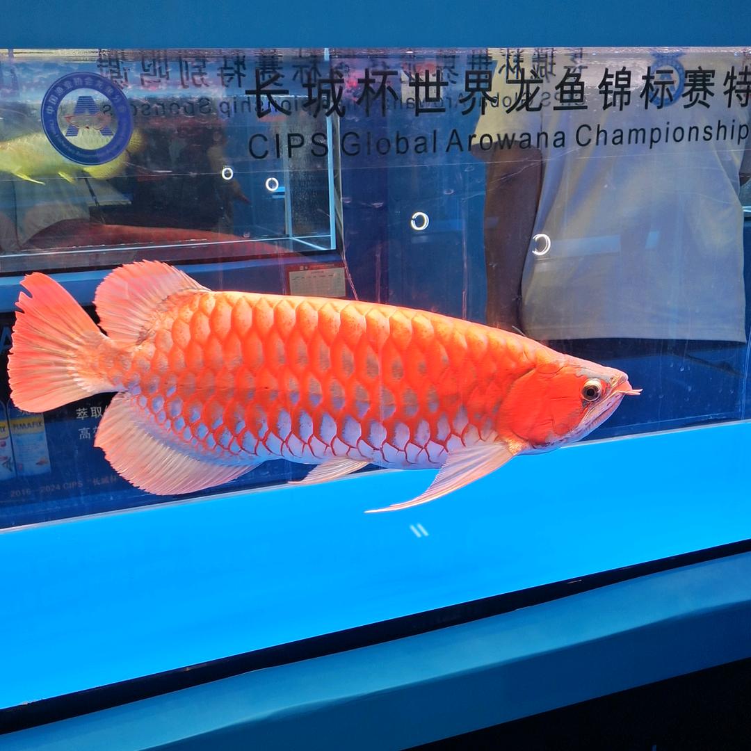 卖鱼的小金