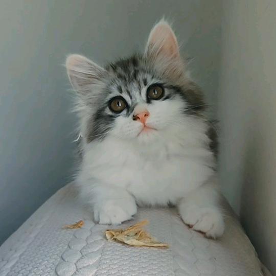 老鼠爱上猫🐱
