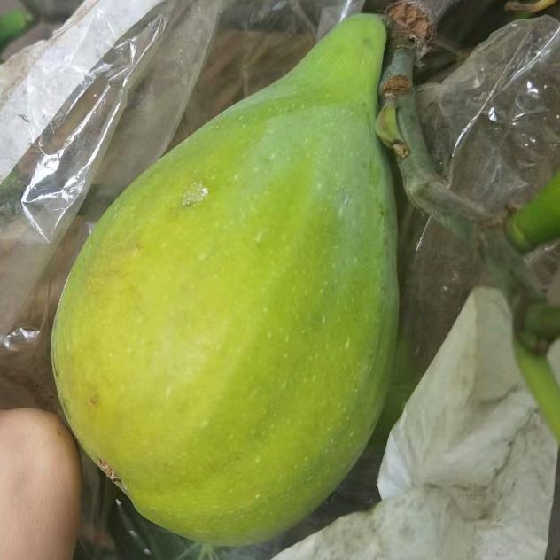 阿刘无花果