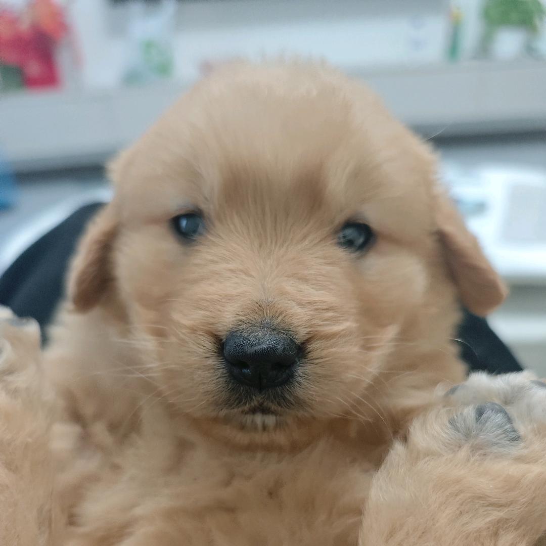 小鸡毛，幺妹儿