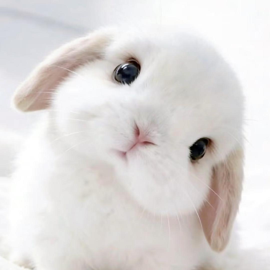 一颗珍心₊⁺♡₊⁺🐰头像