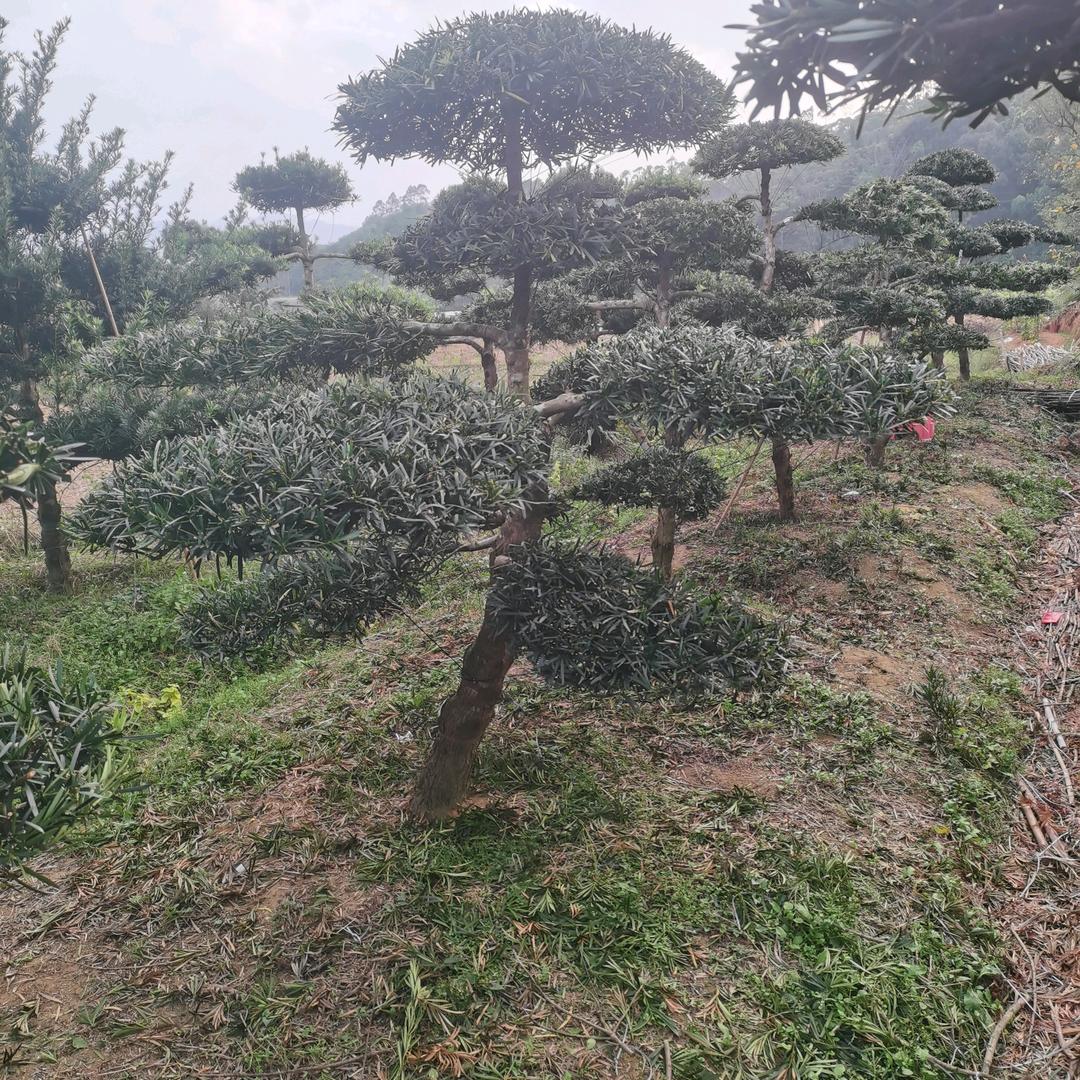 花匠