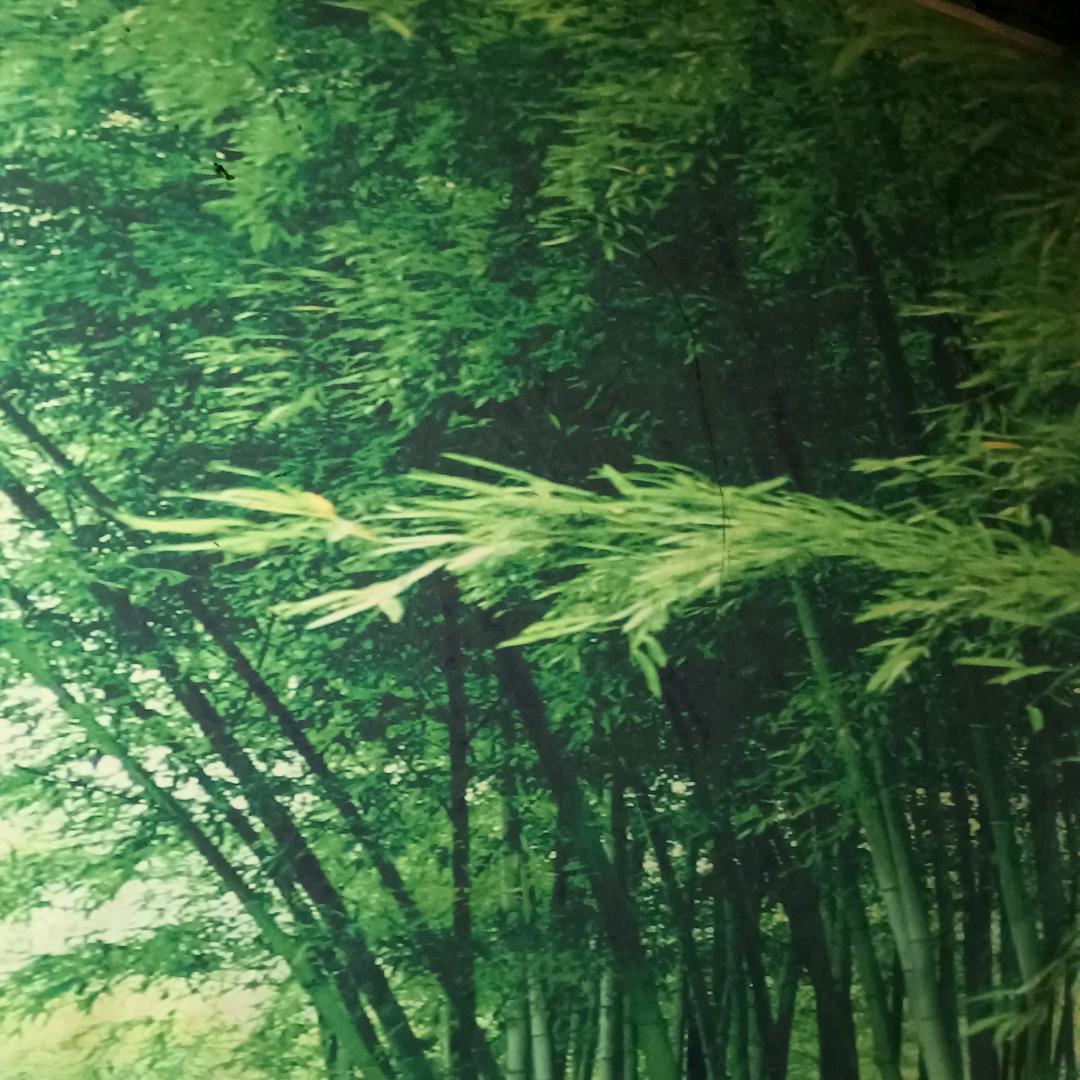 遵义岸哥