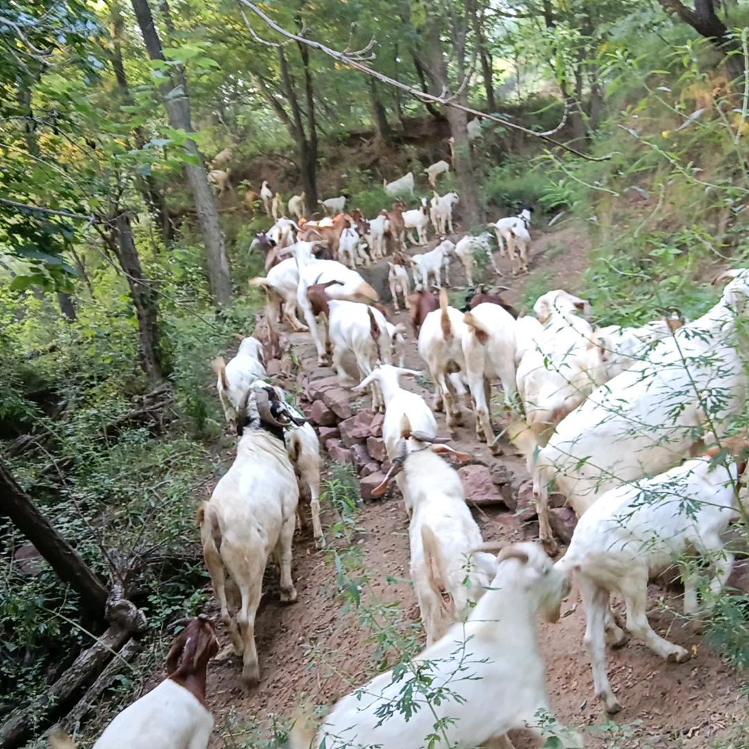 巩义市猴山养殖场