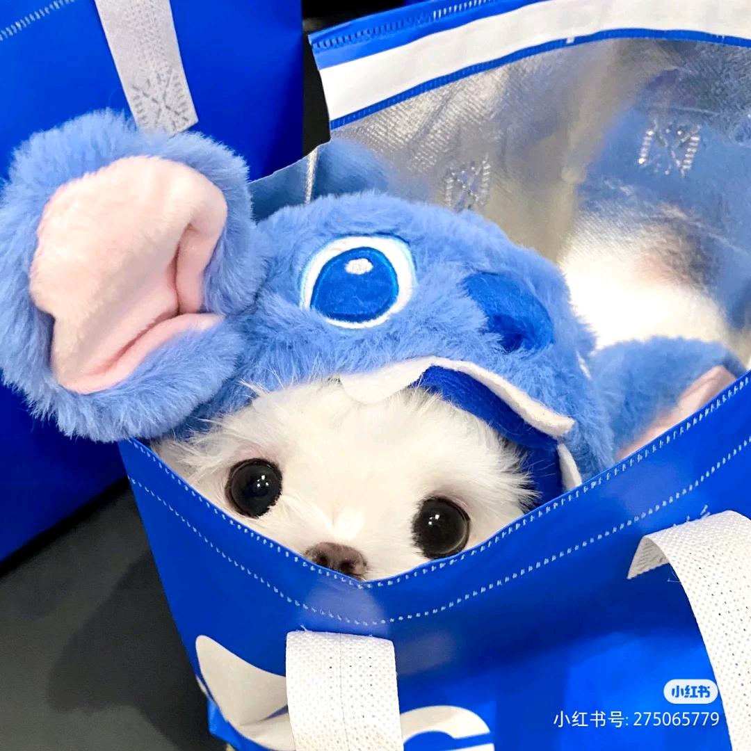 耶耶之香菜种植地