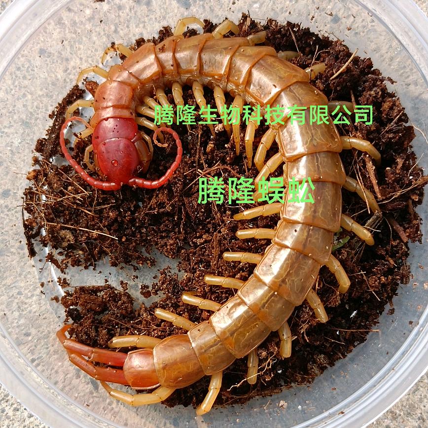 腾隆蜈蚣