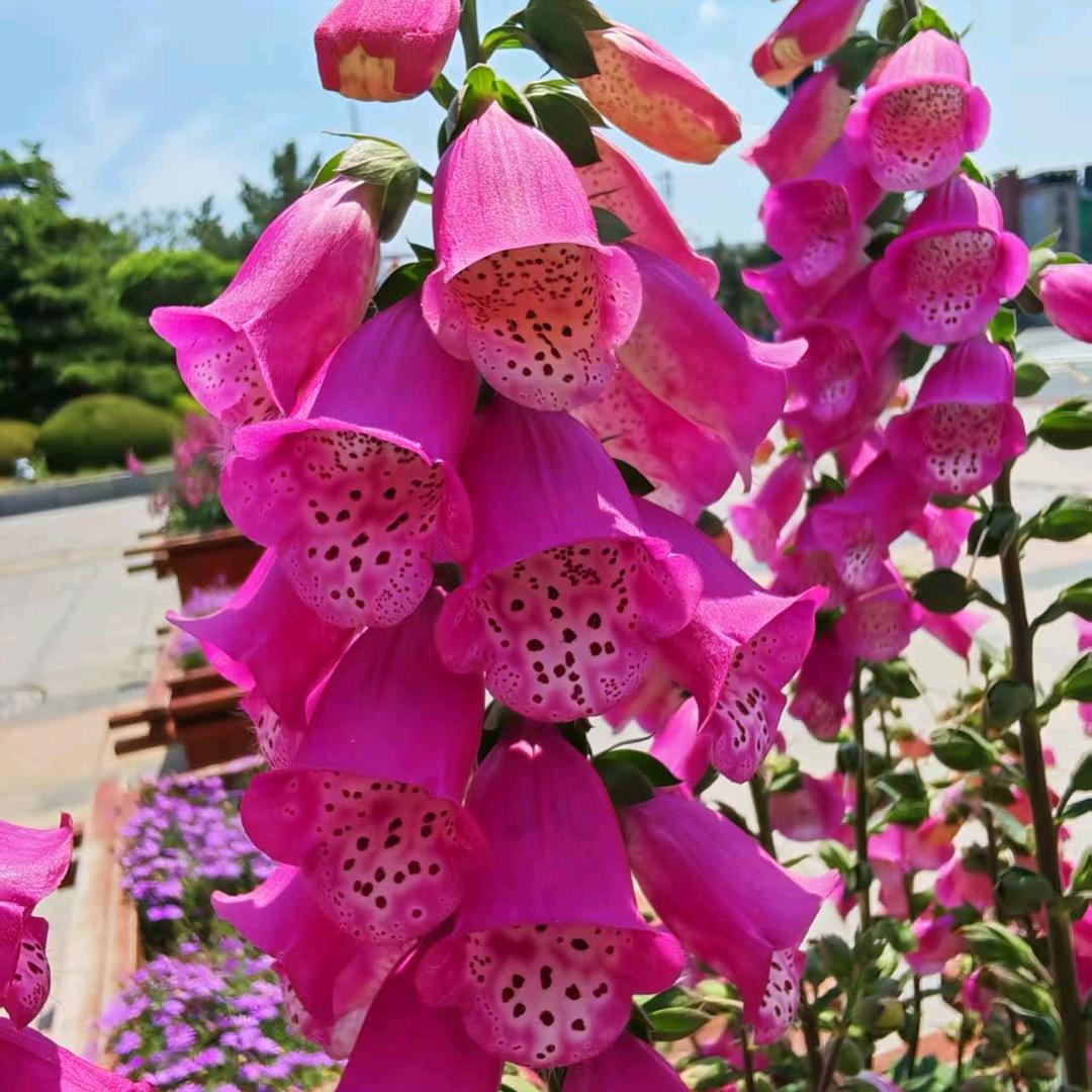 萱萱奶奶爱唱歌（首播）