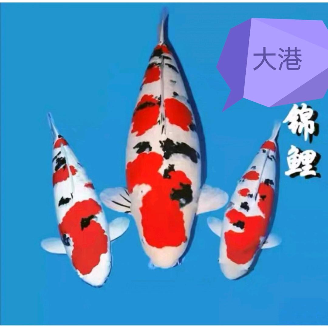 大港锦鲤