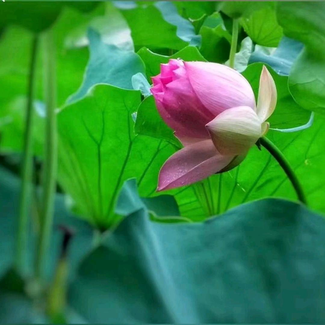 静听花开