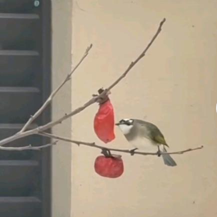 吃饭睡觉打豆豆