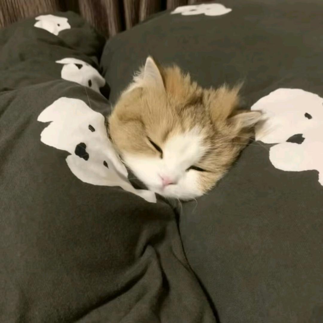 🦴小狗爱糖糖💕