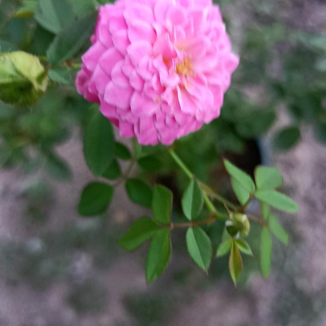 中国蓝色梦想
