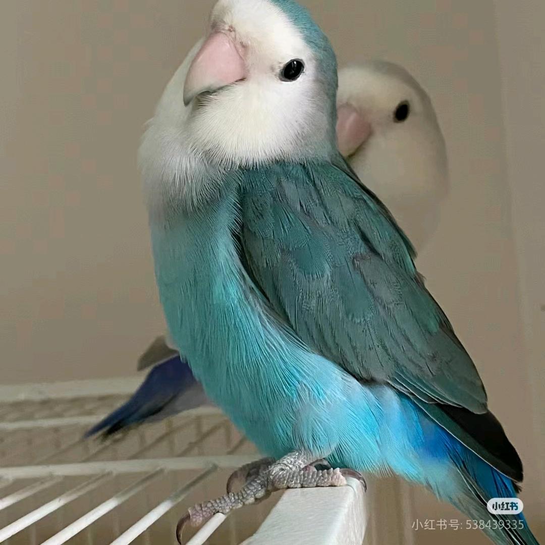 鹦缘小屋