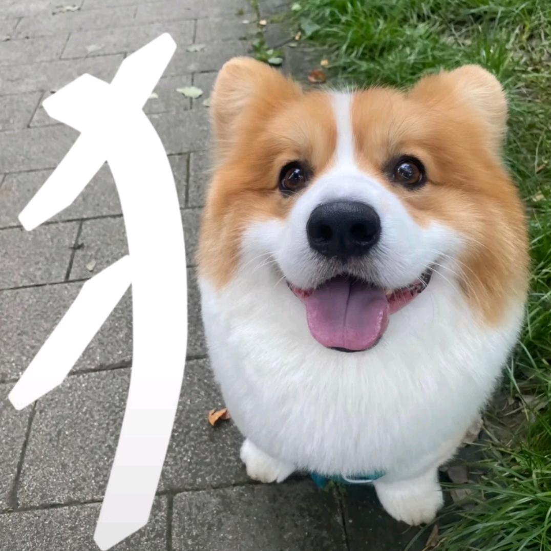 我是你狗哥啊