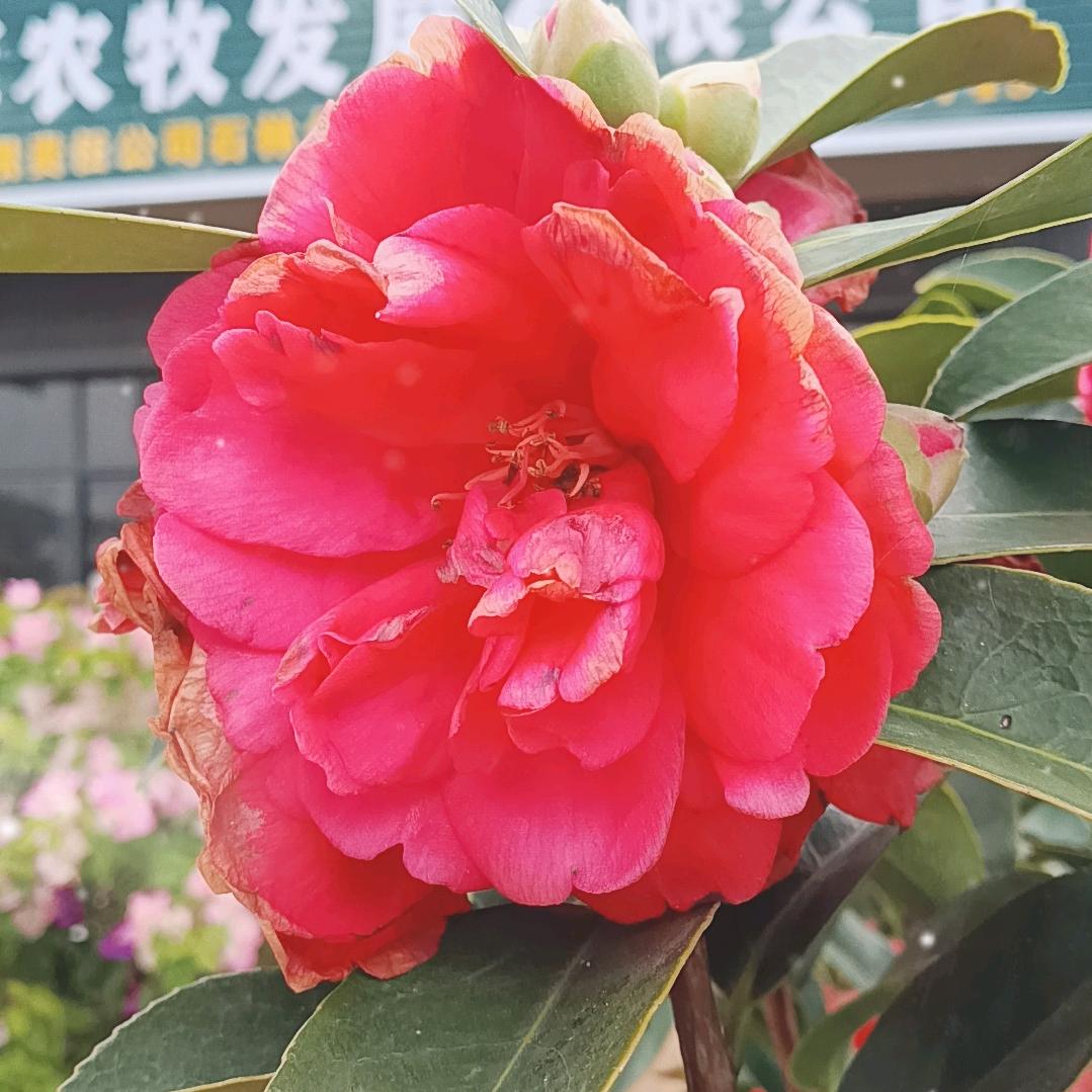 美丽石林