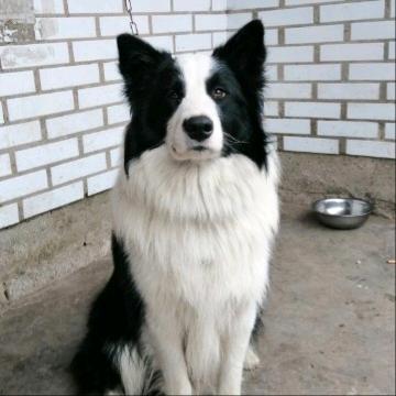 数学神犬