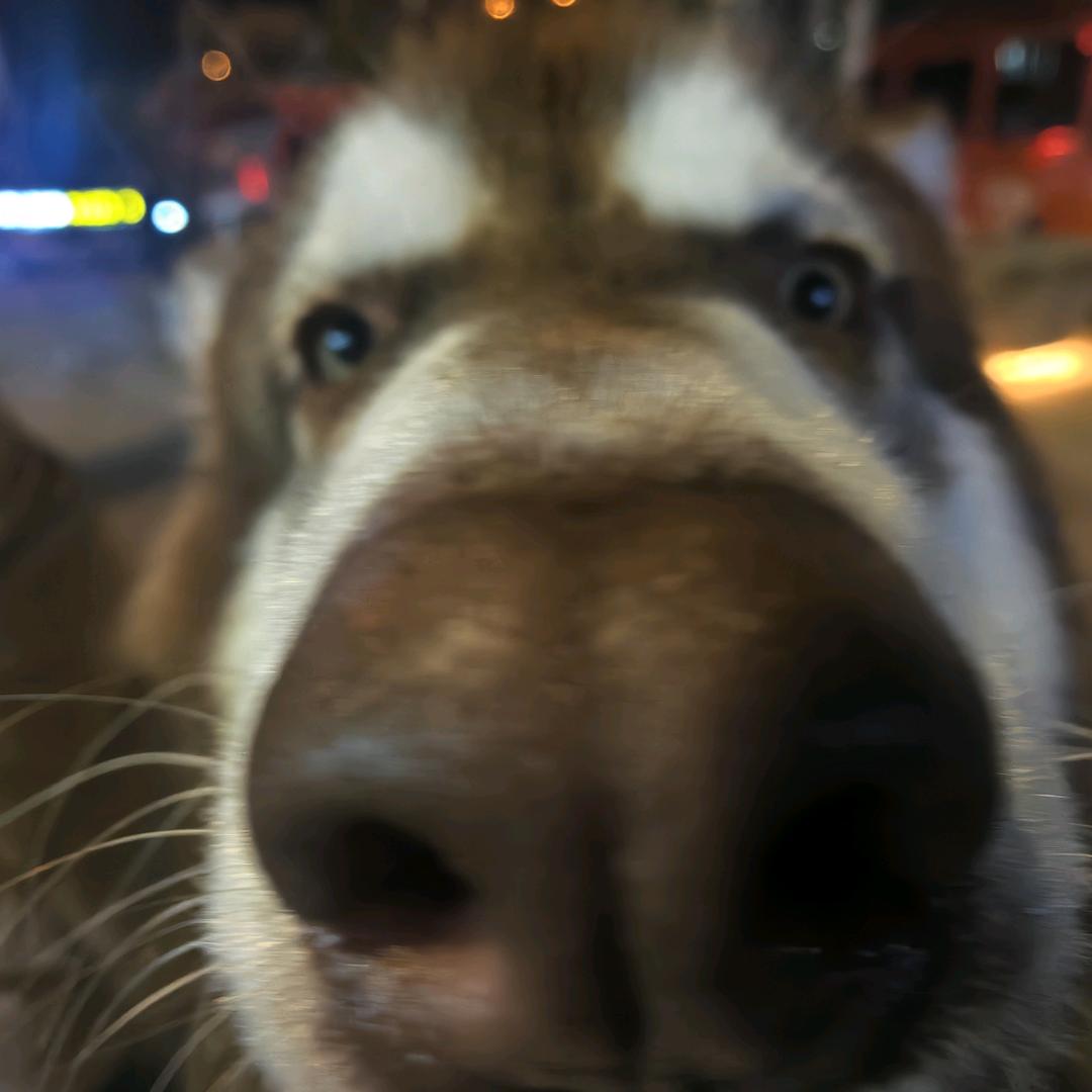 日系少女大佐桑～