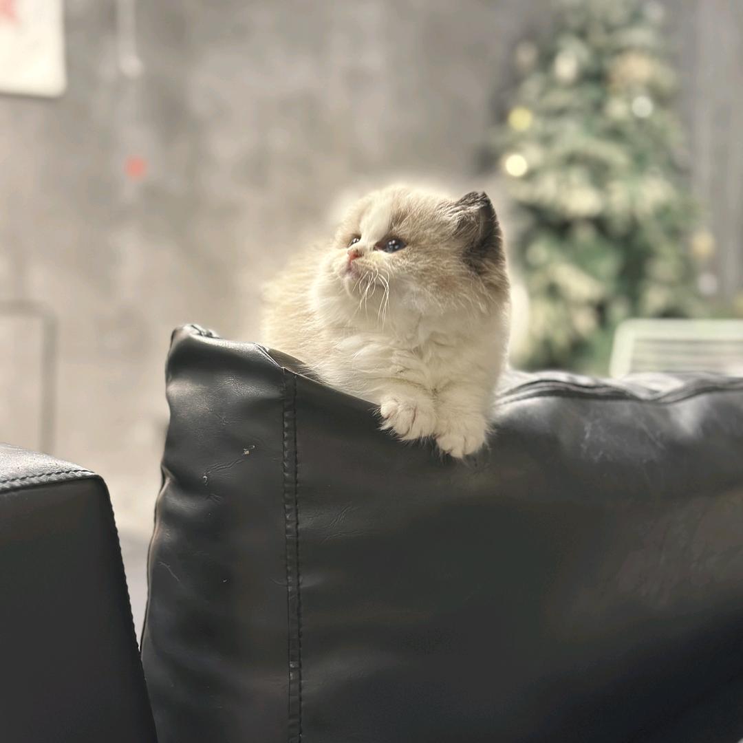 ZAY喜喜和猫猫（猫咪繁育人一枚）