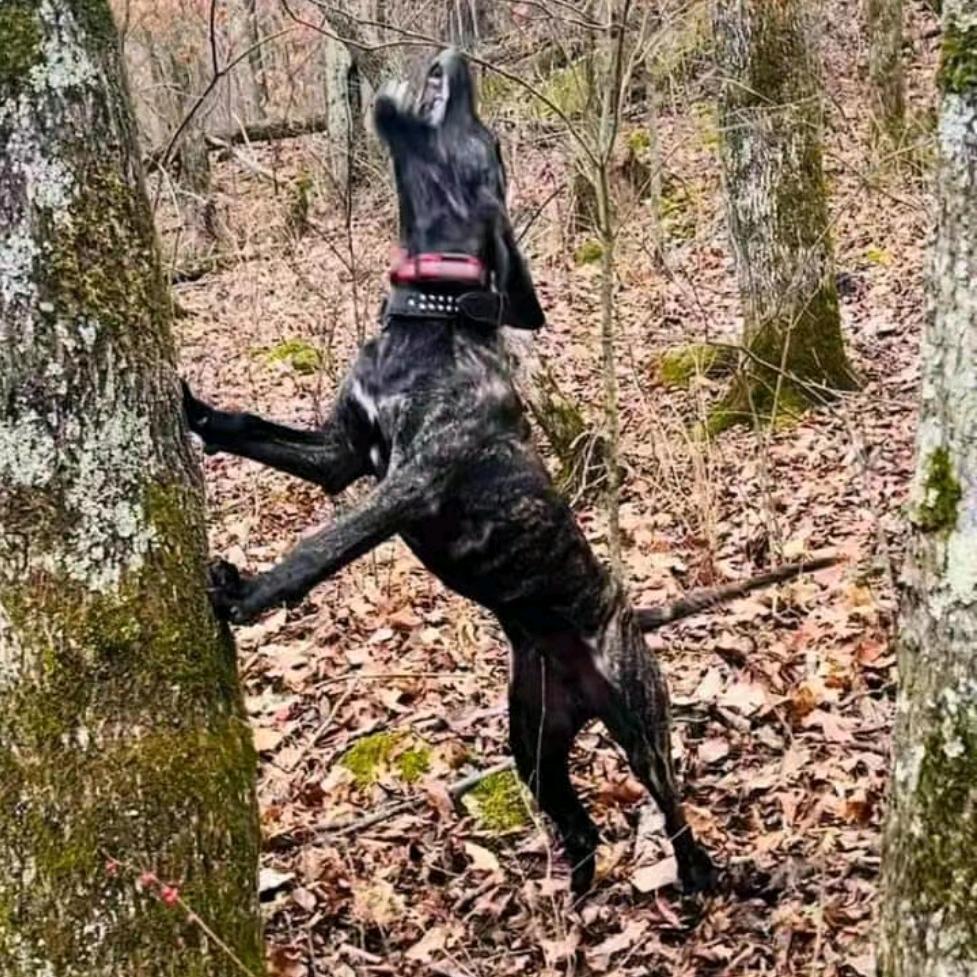 渔猎天涯犬舍用品店