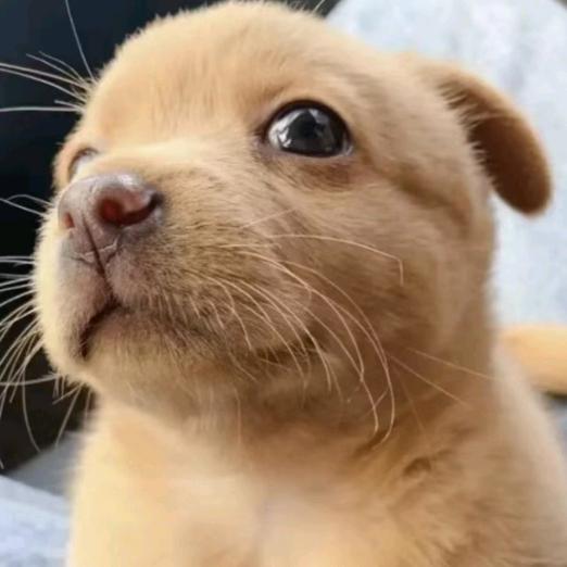 ᰔᩚ喵喵喵の🐟