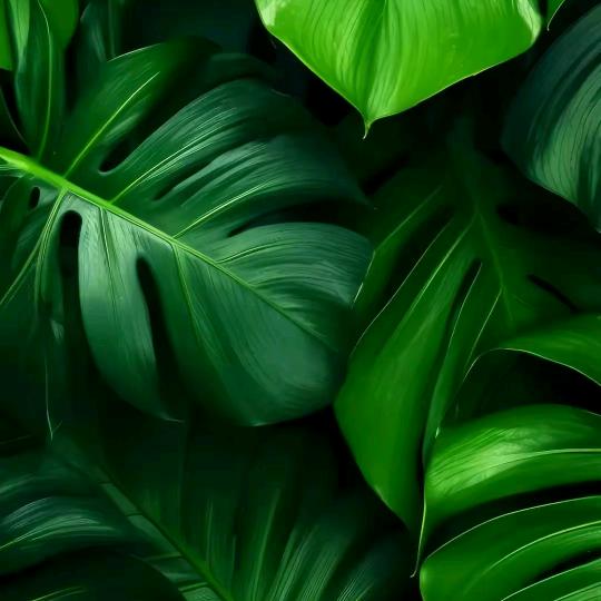 释放世界我是风